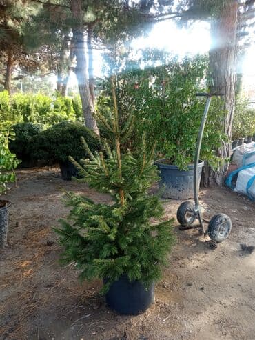 sumax ağacı: Yeni il şamları Pixta və Kremlovski təbii şamlar dibçəkdə topdan en — 9