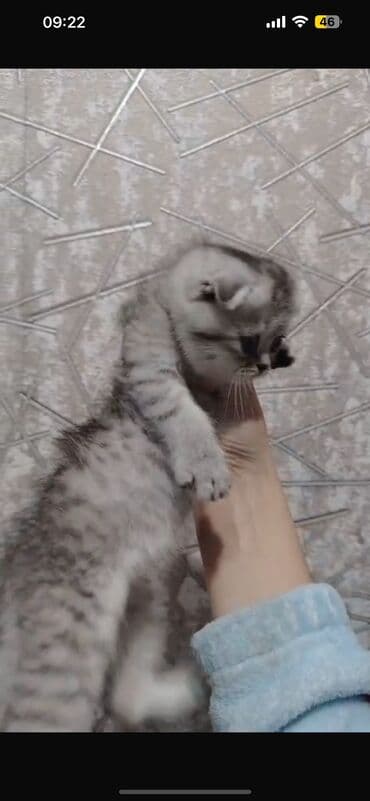 pişik etibarlı əllərə verilir: Şotland yastı qulaq, Erkək, Dişi, Yaxşı əllərə, Ünvandan götürmə, Ödənişli çatdırılma, Rayonlara çatdırılma — 4