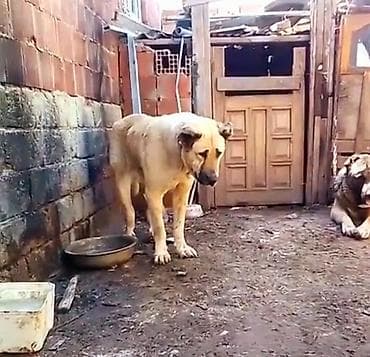 fransız buldoğu: Drakonun qizi Zara . 1 yaw 7 ay. ellewen diwidi. heyvannan — 3