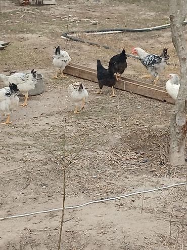 bakıda it satışı: ‼️ Təcili Satılır ‼️ 35 ədəd 5 aylıq colpalar satılır tam — 3