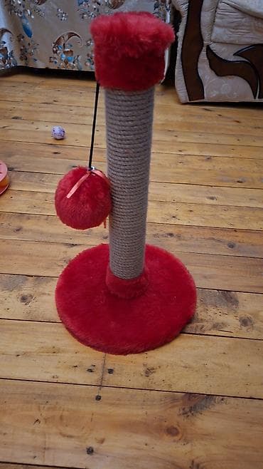 pisik qablari: Dişi — 2