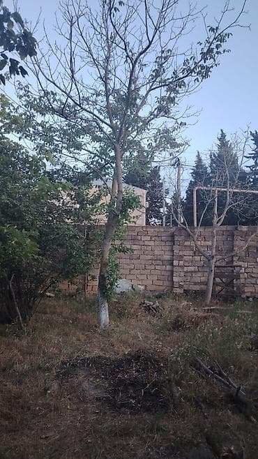 Bitkilər: Salam Novxanıda 6sot bağ satılır sotu 9mine bağda cərəyan elektrik var — 2