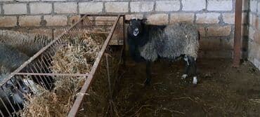 Qazlar: Satılır: Qoyun sürüsü - Növ: yerli qarışıq cinsli qoyunlar (qara, boz — 3