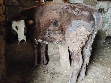 cins buzovlar: 8 aylıq dişi danadı cins heyvandı anası 24,25 litr süd verir heyvan — 4