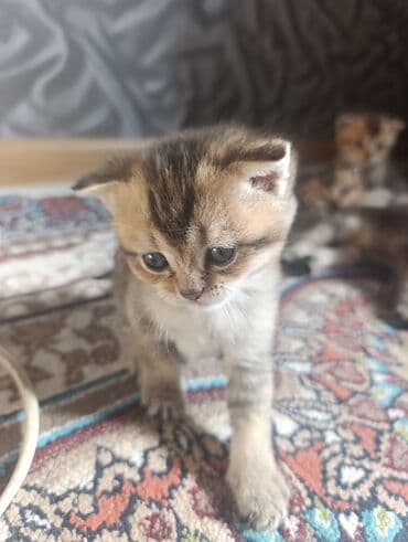 британская шиншилла баку: Шиншилла, Самец, Самка, В добрые руки, Бесплатная доставка — 7