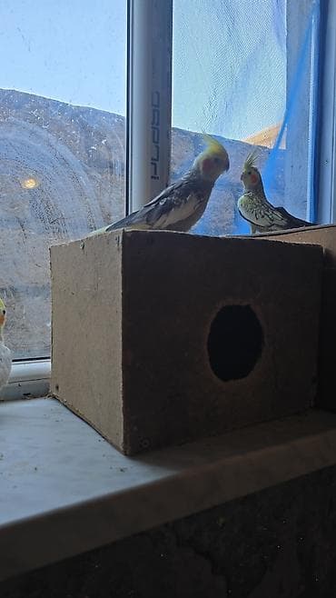 bildircin az: Nimfa (Cockatiel) papaqları – müxtəlif rənglər Təsvir: - Şəkillərdə — 3