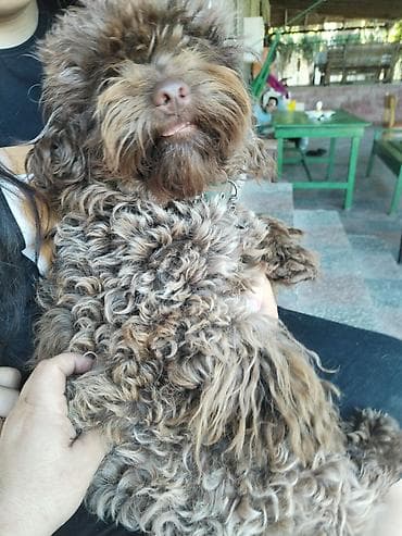 it axtarilir: Pudel, 11 ay, Erkek, Peyvəndli, Ödənişli çatdırılma — 3