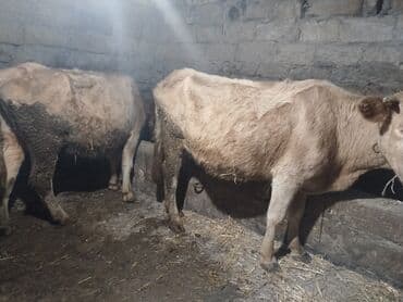 ala inek: Satışa iri buynuzlu heyvanlar - Növ: inək - Say: 2 baş (şəkillərdə — 2