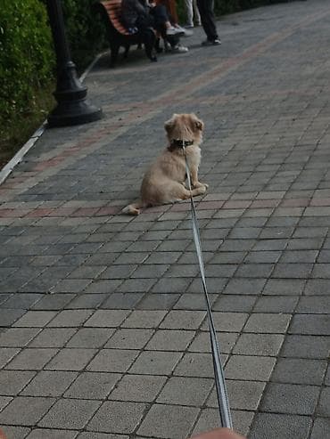 basenc itləri: Pekines — 4