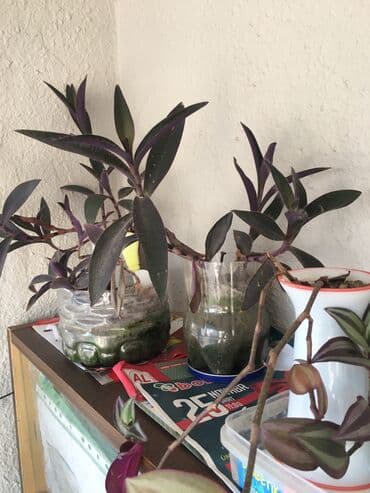 dipçək: Dipcək ev bitkileri qiymətlər 5 manatdan başlayir — 2