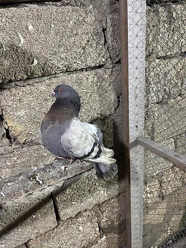 göyercinler: Saglam heyvanlar hec bir problemi yoxdu qiymet 3 ne aiddi tek tek — 6