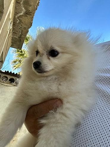 Balıqlar: Şpitz, 4 ay, Dişi, Peyvəndli — 3