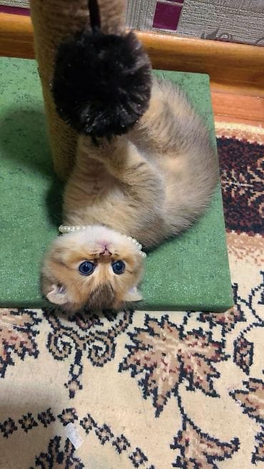 toy terrier: Pişik üçün qaşıyıcı və oyun dirəyi - Material: təbii sizal kəndir ilə — 8