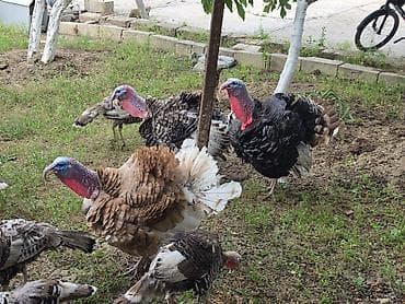 Hinduşka balaları və damazlıqvə ətlik 6-8kilo ət veren hinduşkalar — 6