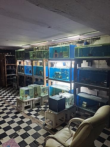 akvarium satisi: Dördbucaq akvarium, Boş, 100 l, Ünvandan götürmə — 1