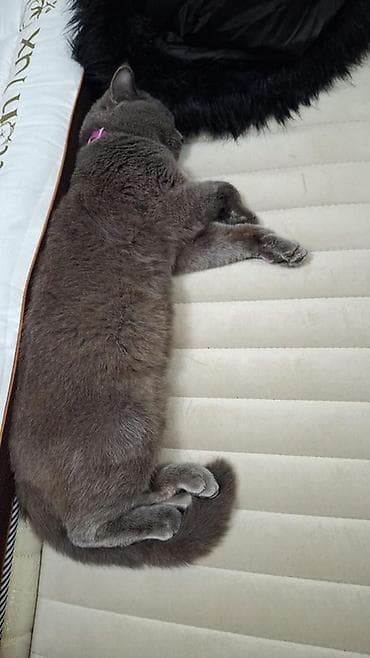 Britan, Yaxşı əllərə