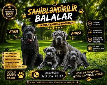 qurd basan: Kane-Korso, 2 ay, Dişi, Peyvəndli, Pulsuz çatdırılma — 1