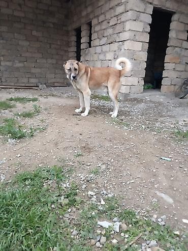 qus bazari bakida: Qurdbasar, 2 il, Erkek — 3