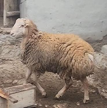 Salam soper temiz 6 aylıq beylaqan tomluq toglu satılır