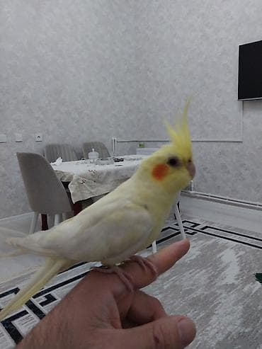 Heyvanlar üçün mallar: Narinqa rəngli nimfa tutuquşu (cockatiel) - Rəng: açıq sarı-krem — 3