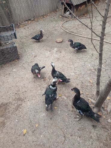 xoruzun nece rengi var: Salam lal ördəklər satılır cinsi ata zümrüd ana yerli 3 aylıq 4 xoruz — 3