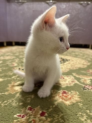 pişiy balası: Britan, Erkək, Dişi, Yaxşı əllərə, Ünvandan götürmə — 2