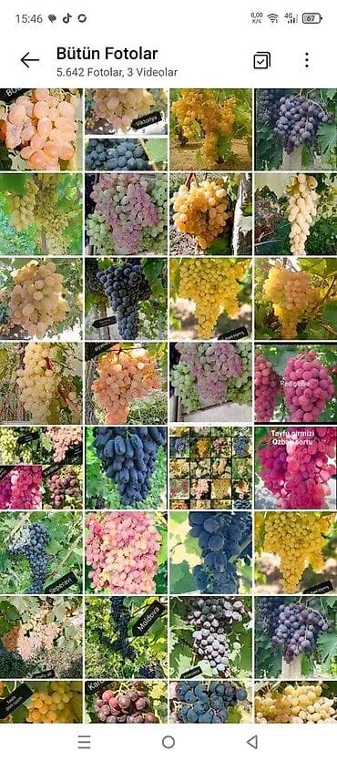 Üzüm tingləri satılır 070 2223552 zəng və vatsap Bakı Sumqayıt