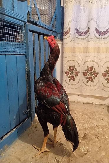 heratı xoruz: Wpda yaza bilersiz iyul becesidi — 1