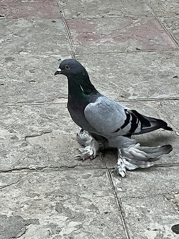 Goy iri lelek erkekdi unvan sabuncu lalafo.az -da Goy iri lelek erkekdi unvan sabuncu