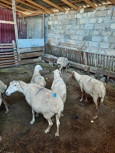 heyvanlar: Qoyunlar – yerli növ Təsvir: - Şəkillərdə təsərrüfat şəraitində — 1
