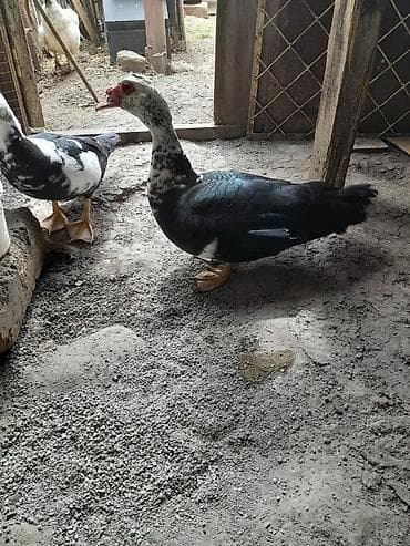 satdıq at: Erkək, | Lal ördək, Damazlıq, Ünvandan götürmə — 2