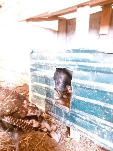 Hind quşu yumurtası satılır.Hindquşular təbi şəraitdə bəslənir yonca — 2