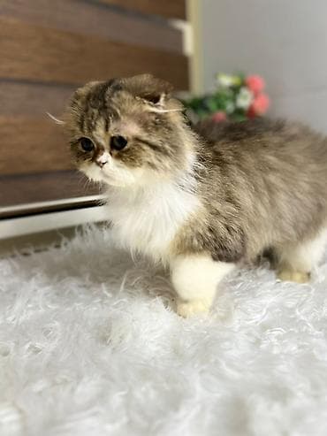 ev pişiyləri: Şotland yastı qulaq — 1