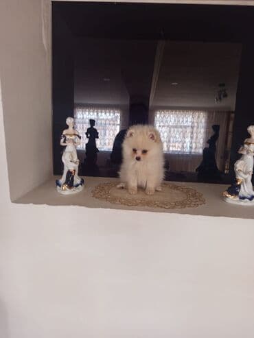 pomeran spic: Şpitz, 5 ay, Ünvandan götürmə — 6