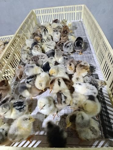 desmallar instagram: Cücələr — 3