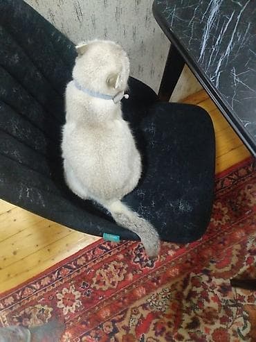 тап аз кошки: Шотландская — 3