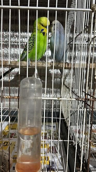 papuqay çex: Cexlerin cut 60ve 70 denen baslayir bala cexler 20 azn valin hazir — 5