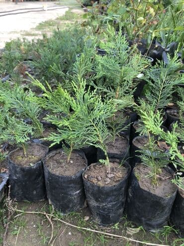 bitki satışı: LEYLANDRA. Thuja (küknar tipli həmişəyaşıl) şitilləri - Qara — 4