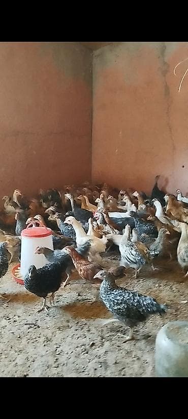 meyn kun qiymeti: 3 ayının içində olan superaktiv kənd cücələri satılır, sağlam və aktiv — 1