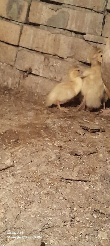 ördək balası satışı: Salam aleykum lal Ördək balaları satılır 7ədədir 2ədədi macar,5ədədi — 2