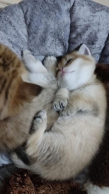 keci seki: Qızıl şinşilla, Erkək, Yaxşı əllərə, Ünvandan götürmə — 5