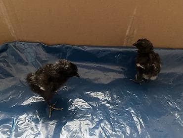 Quşlar: Toyuq cücələri, Damazlıq — 2