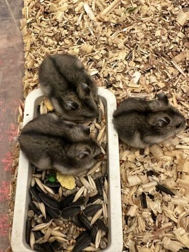 Digər avtomobillər: Cırtdan hamsterlər – Dwarf hamster balaları - Növ: Cırtdan — 5