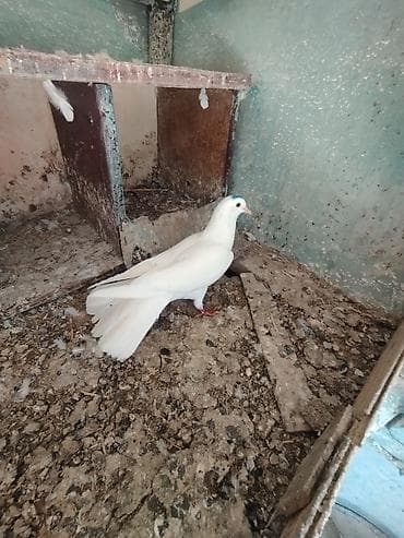 18 tük nazik uzun heyvandi.erkey mayaliği tam bilinmir cavan quşdu