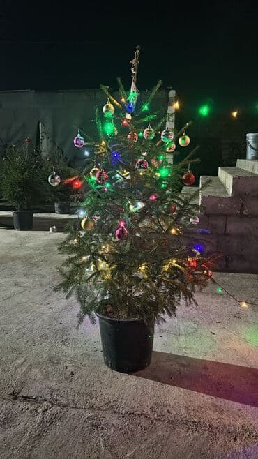 Dekarativ agaclarin satişi çatrlme ekme odenişludir qazon torf