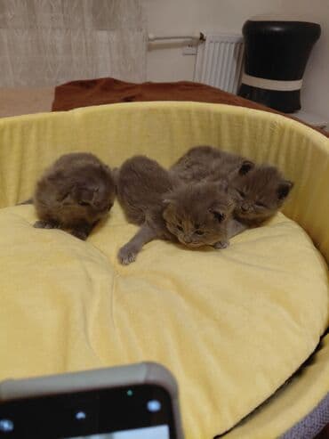 ev pişiy: Britan yastı qulaq, Erkək, Yaxşı əllərə — 1