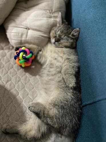 İtlər: Gold şinşilla 3 aylıg peyvendleri olunub qurd dermanı verlib eşyalı — 4