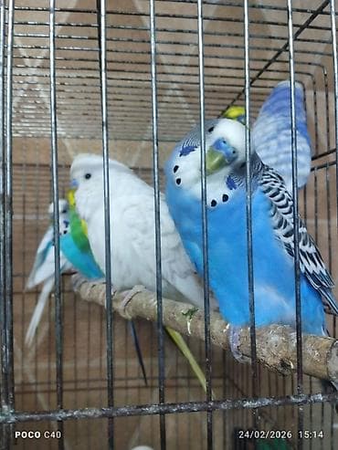 Cexdən dönmədi hamsi Tutuqusu Məhsul: Dalmatian, opalin, çoxrəngli və lalafo.az -da Cexdən dönmədi hamsi Tutuqusu Məhsul: Dalmatian, opalin, çoxrəngli və