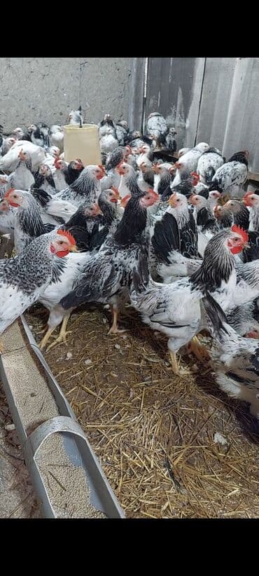 yerli inekler: Курица, Для разведения — 6