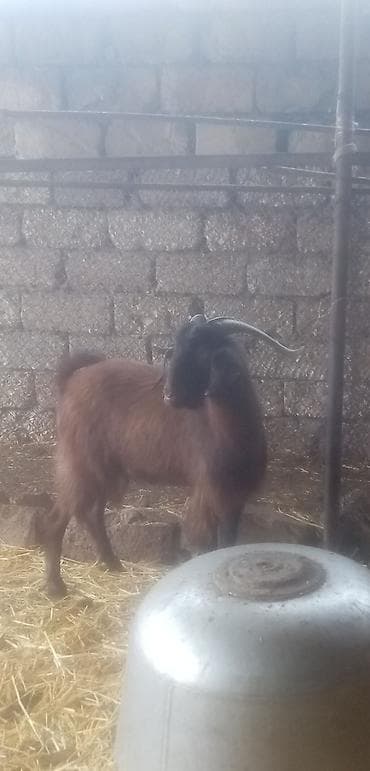 qara mal: Salam qurbanlıq erkekler satılır tek tekde satılır real alıcılar zeng — 7